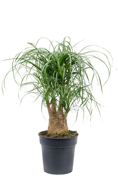 olifantspoot plant
