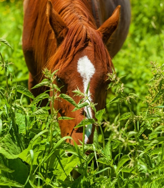 paard en plant