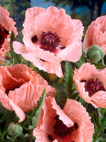 papaver vaste plant