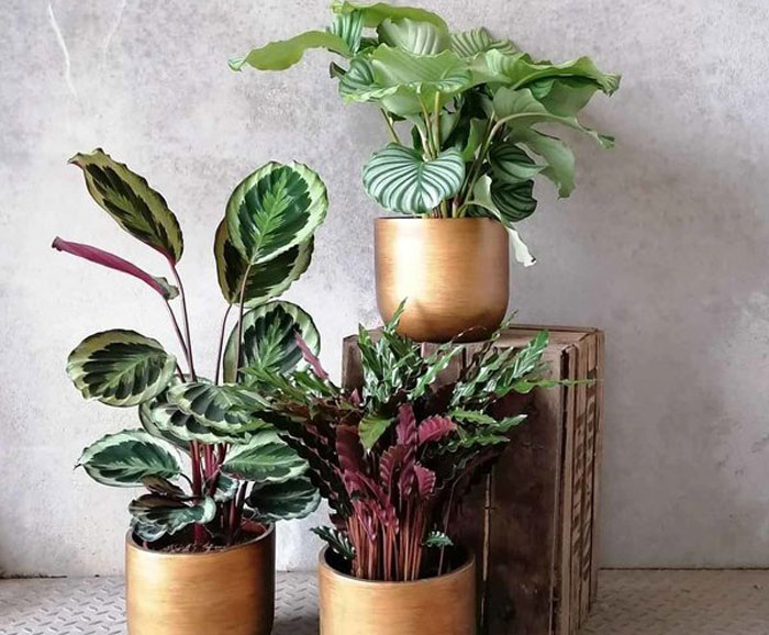 planten die geen licht nodig hebben