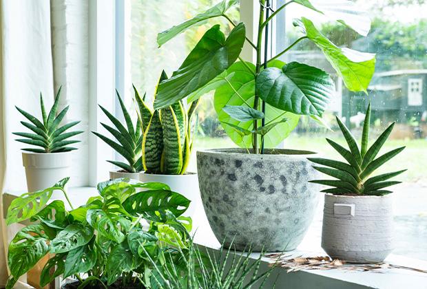 plantenvoeding kamerplanten