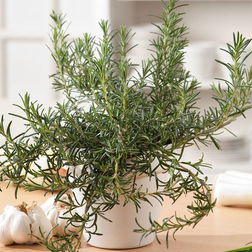 rozemarijn plant kopen