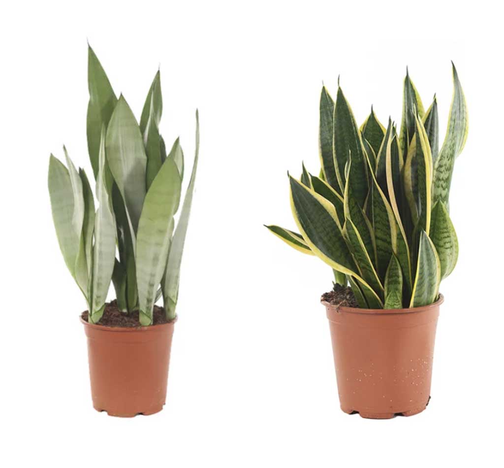 sterke balkonplanten