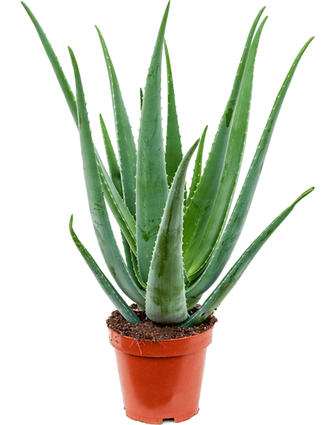 vet plant