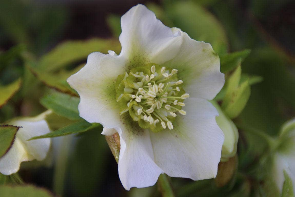 winterbloeiers vaste planten