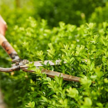 buxus planten