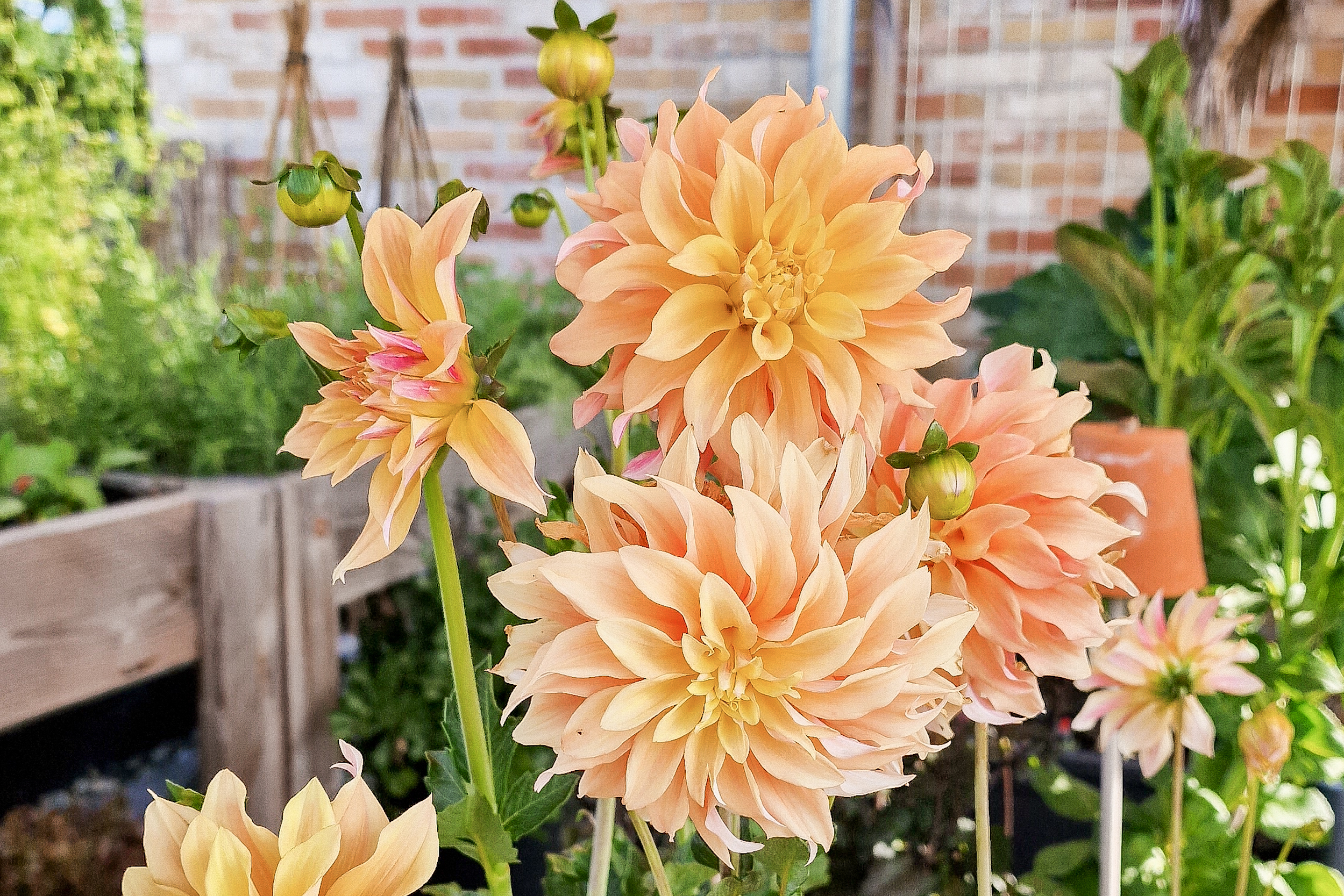 dahlia bollen planten