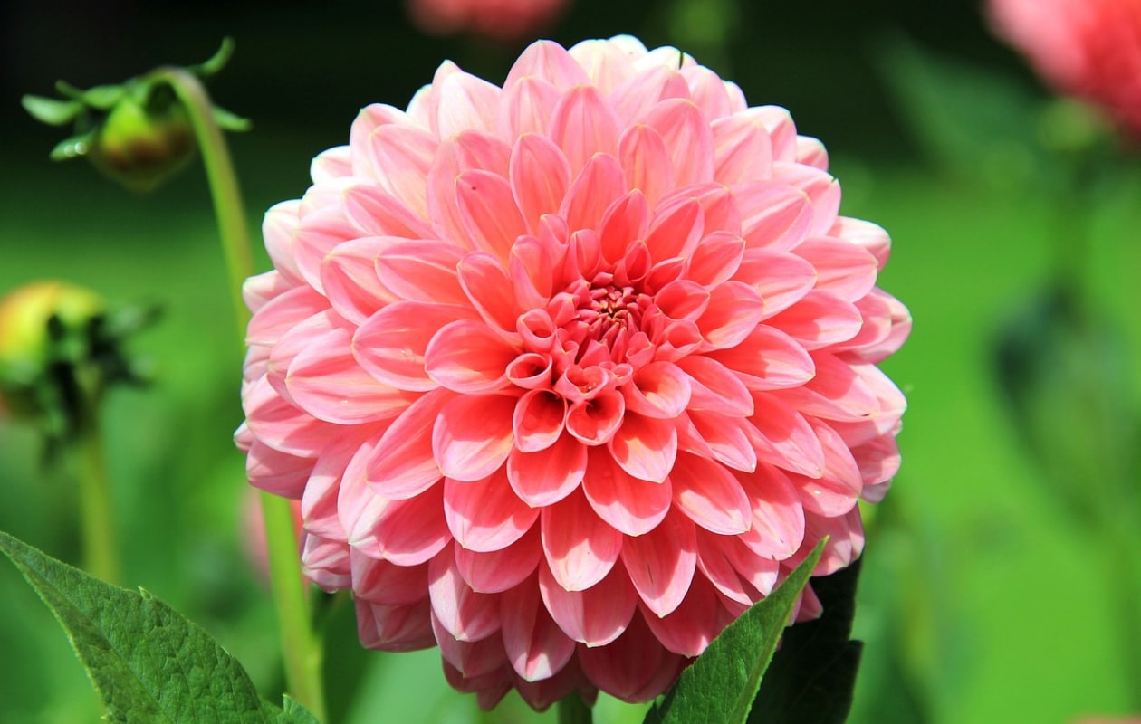 dahlia vaste plant