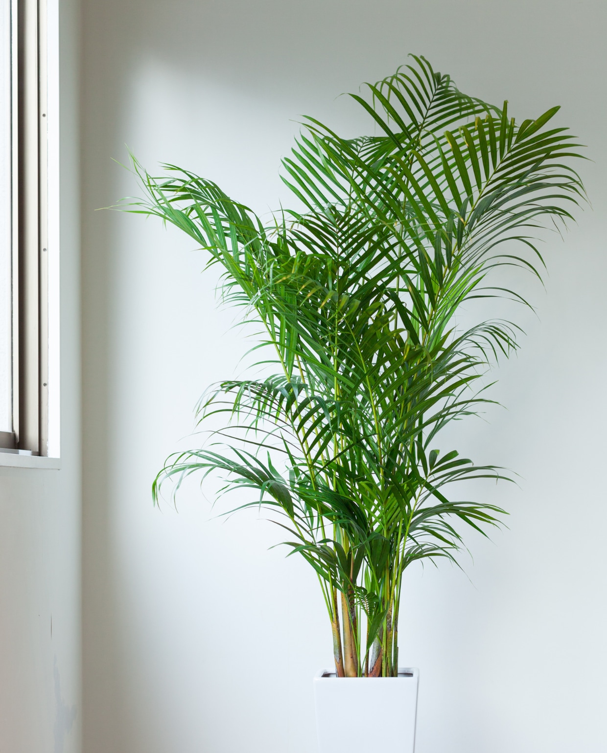 goedkope grote kamerplanten