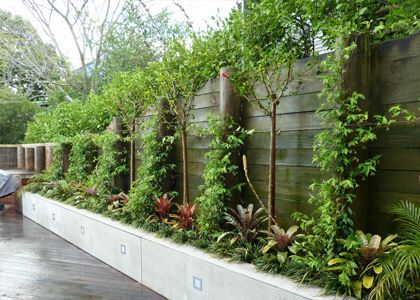 hoge planten voor schutting