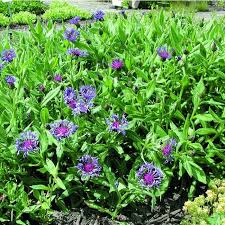 korenbloem vaste plant