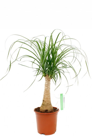 olifantspoot plant