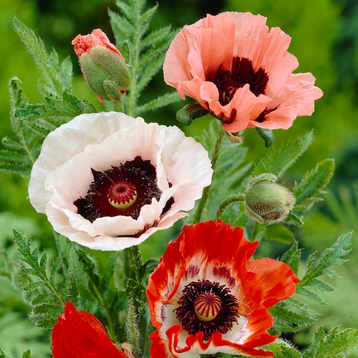 papaver vaste plant
