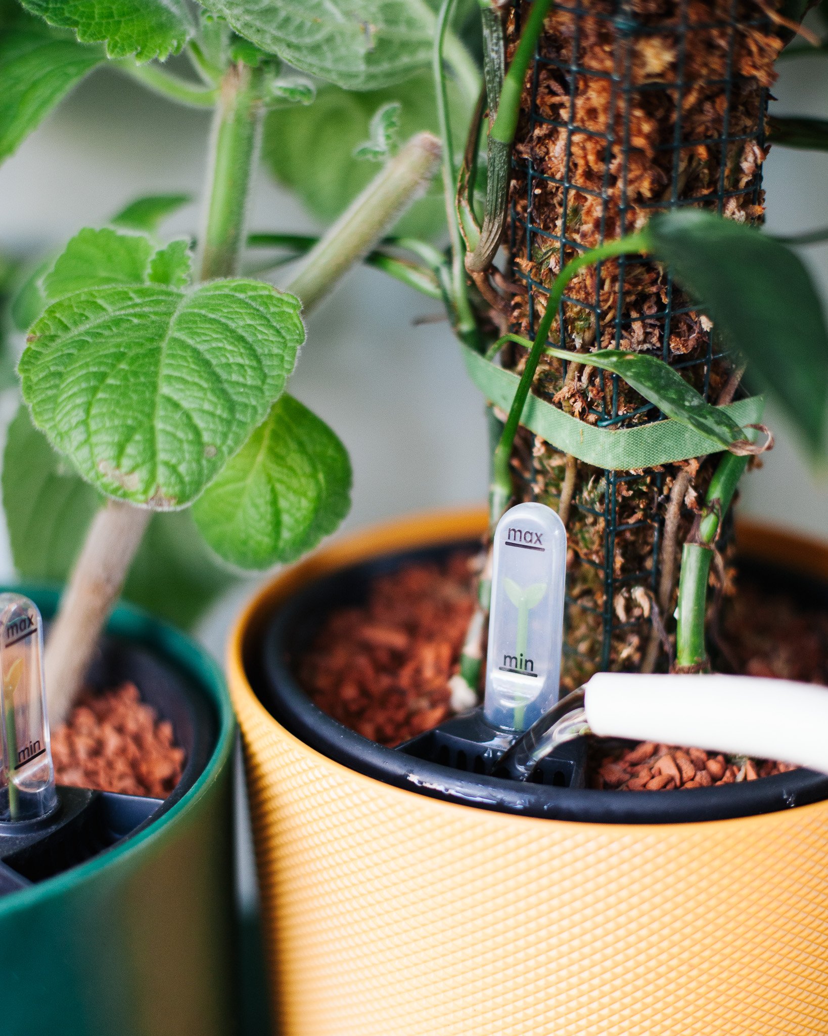 plantenvoeding kamerplanten