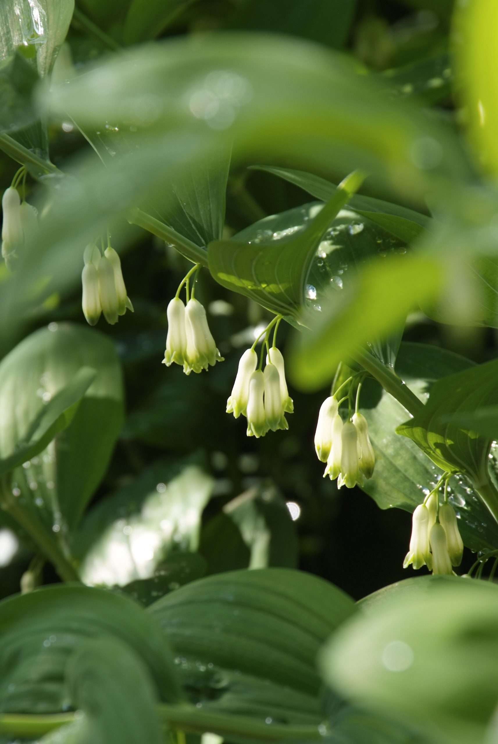 schaduwrijke planten
