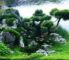 waterplanten aquarium