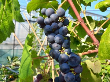 druiven planten kopen