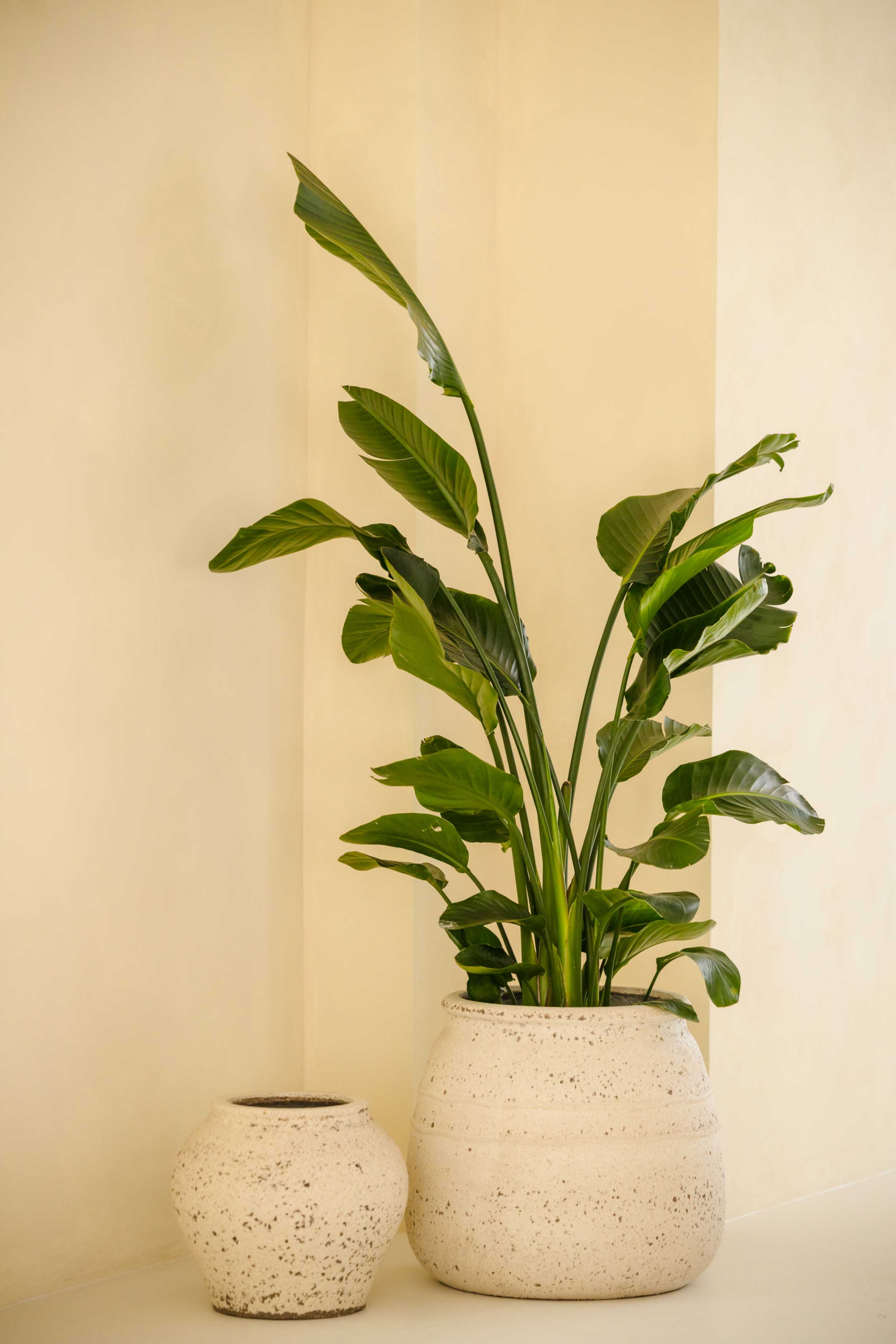 grote kamerplanten kopen