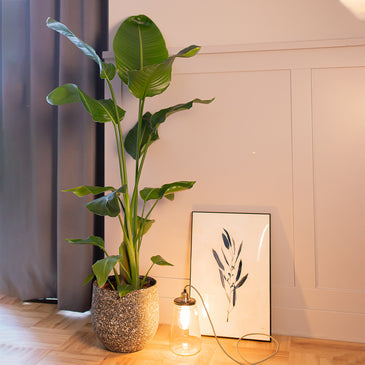 grote plant woonkamer