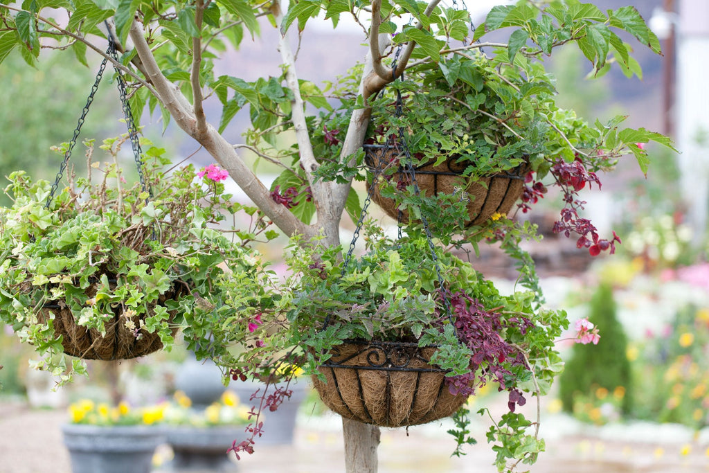 hangende planten buiten