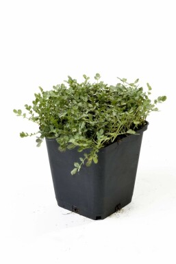 lage vaste planten volle zon