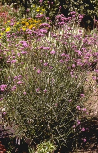 verbena vaste plant
