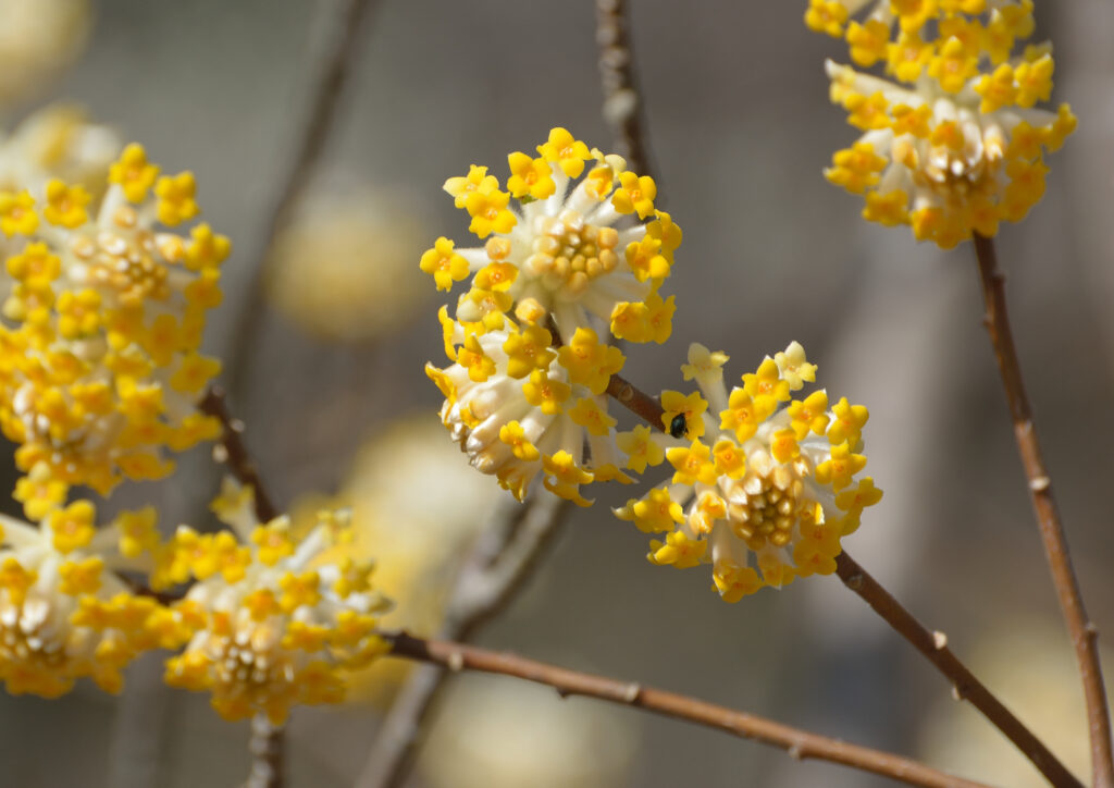 winterbloeiende planten