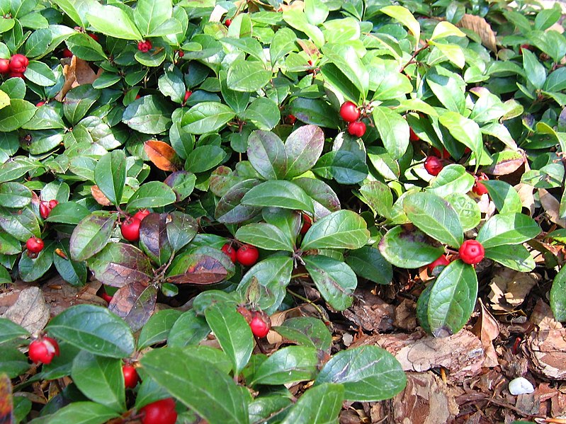 bergthee plant