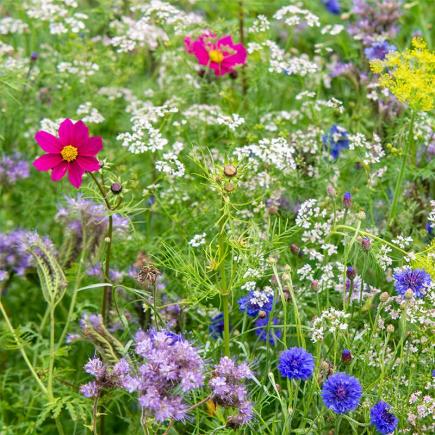 bijvriendelijke planten
