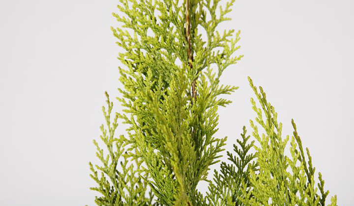 coniferen planten