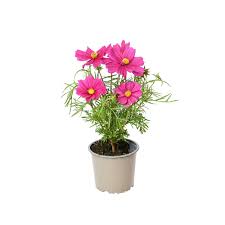 cosmea vaste plant
