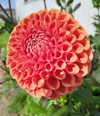 dahlia planten kopen