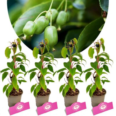 kiwi plant kopen
