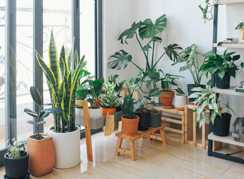 kleine plantjes voor binnen
