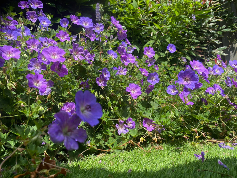 langbloeiende planten