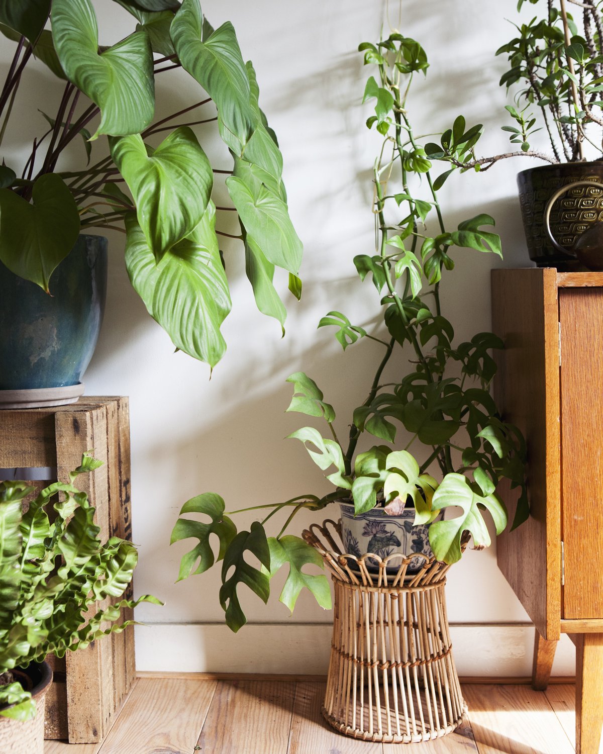 plant die weinig licht nodig heeft