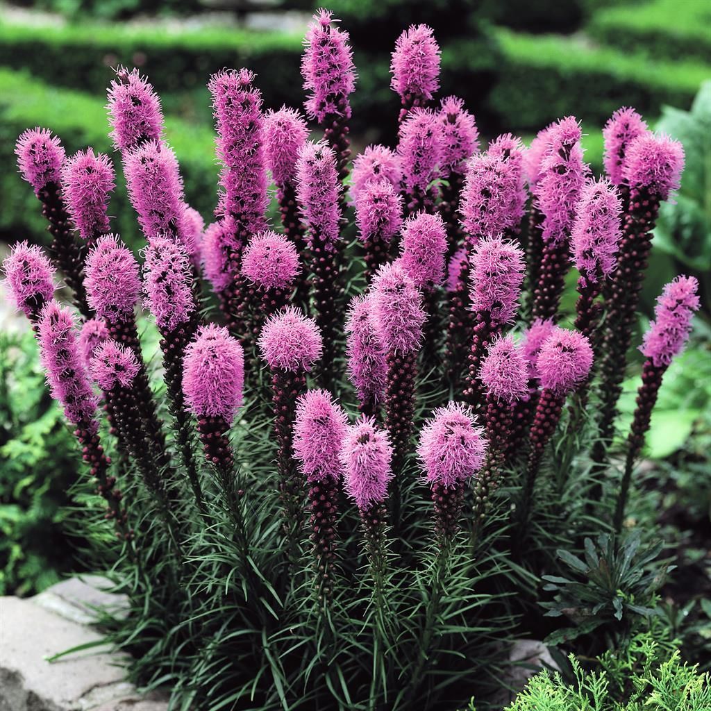 planten voor in de zon