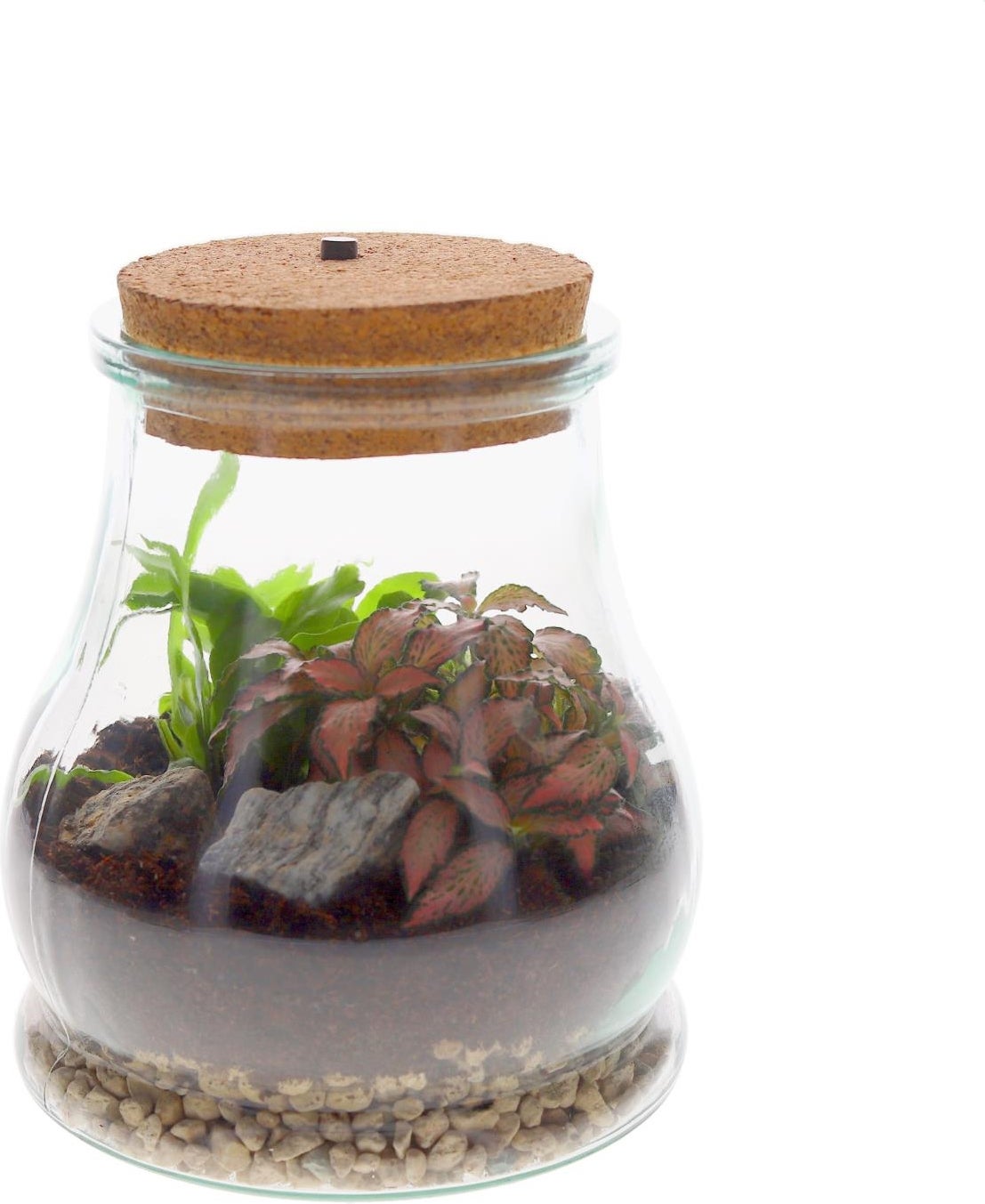 terrarium planten kopen