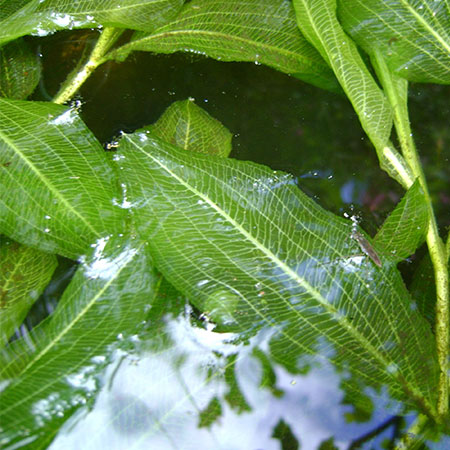 vijverplanten planten
