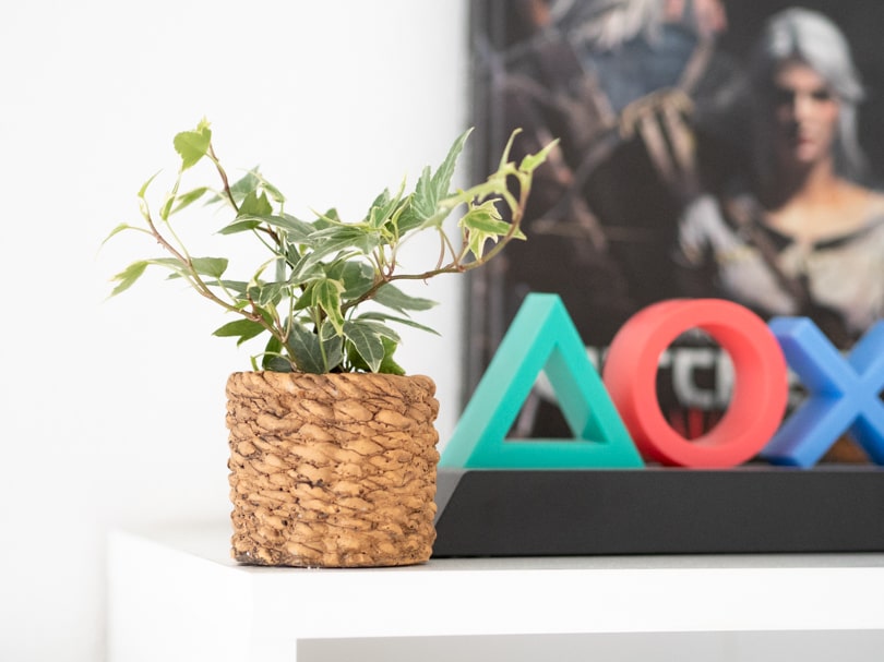123 plant