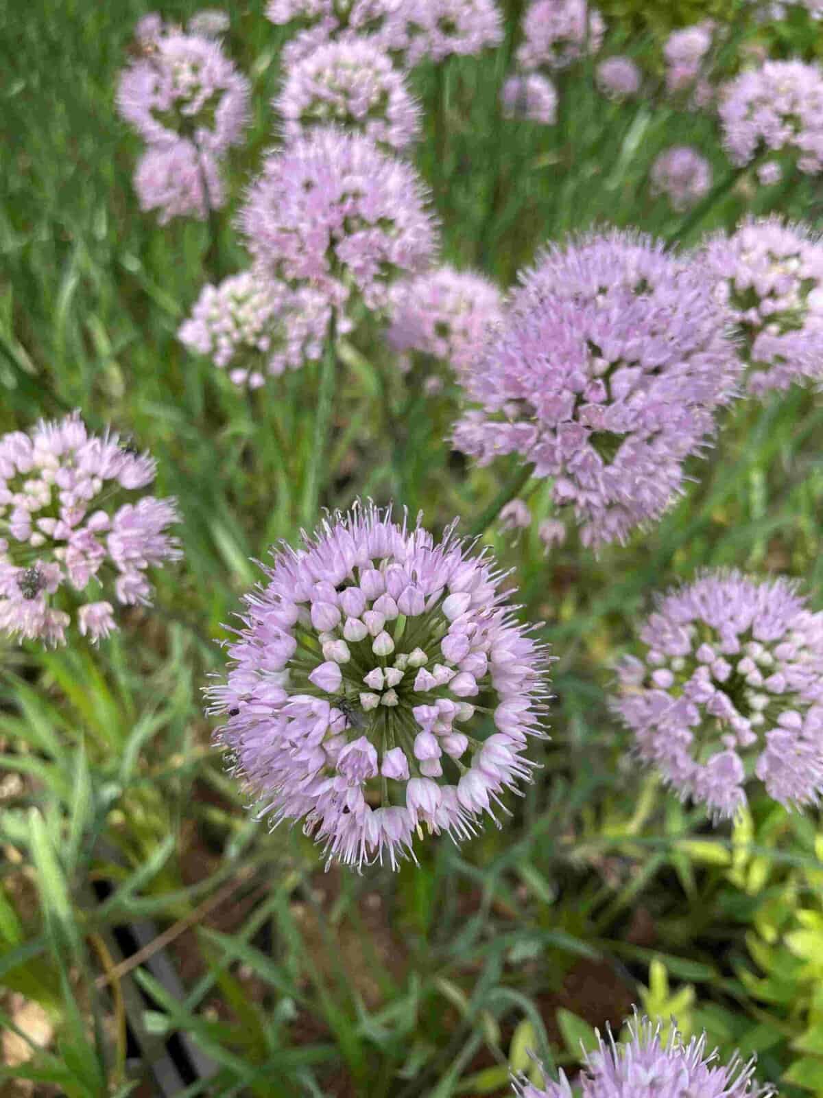 allium bollen planten