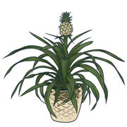anti snurk plant