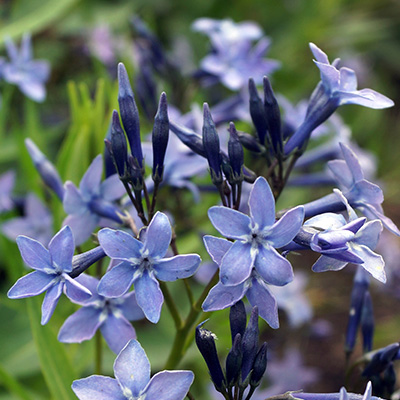blauwe plant