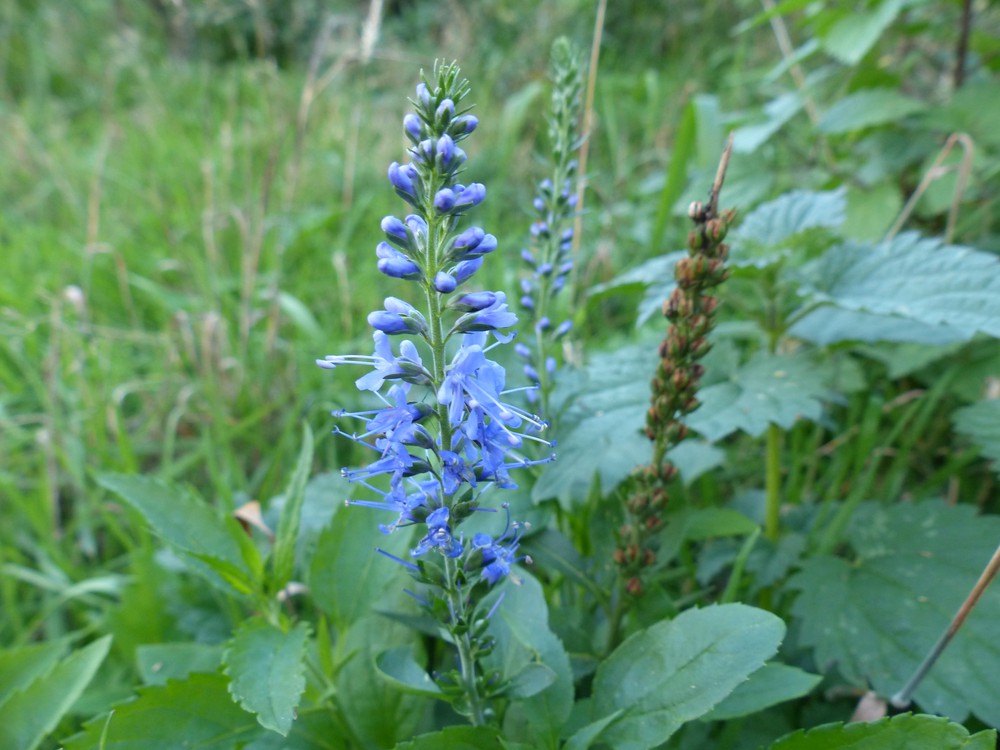 ereprijs plant