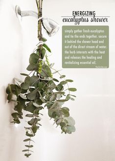 eucalyptus plant badkamer