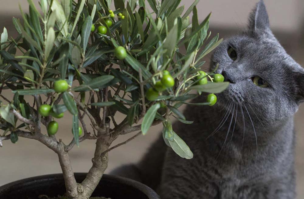 giftige kamerplanten voor katten