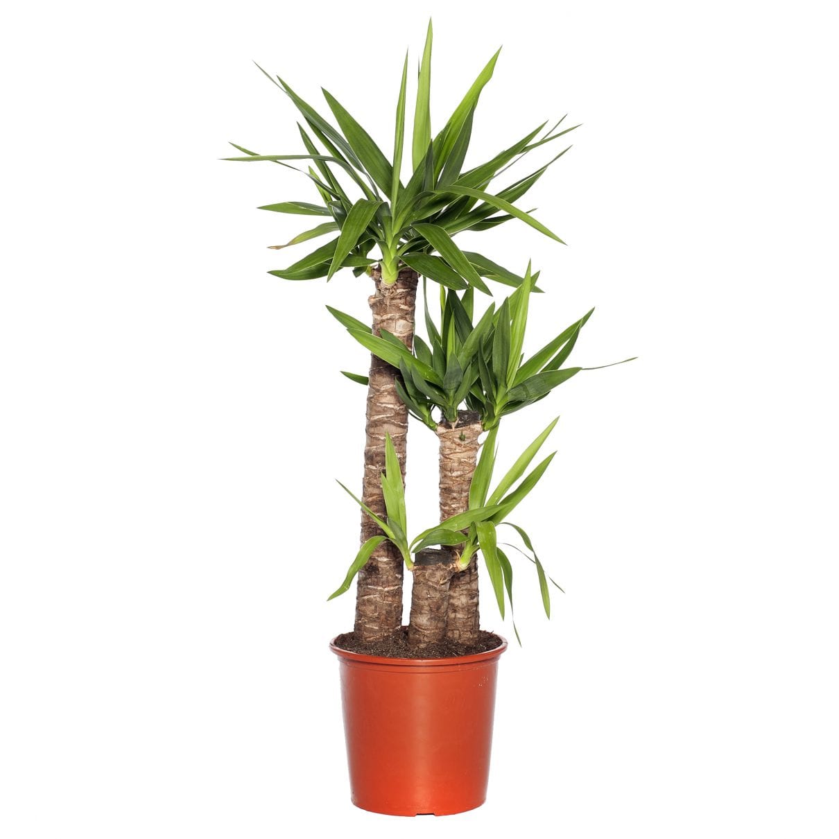 grote groene plant