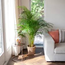 grote plant in pot