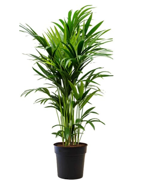 grote plant kopen