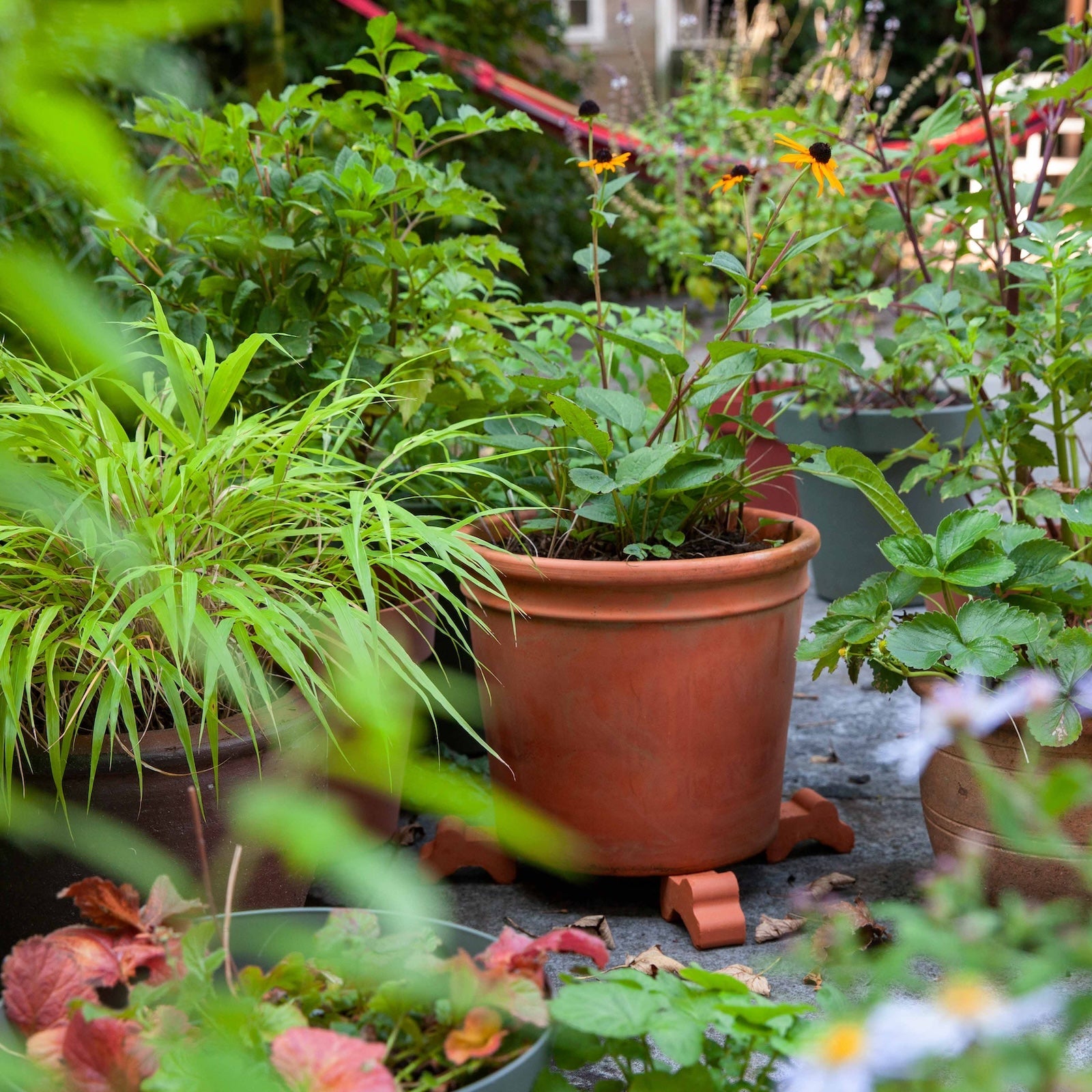 herfst planten